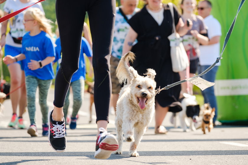Psi Maraton po raz pierwszy zorganizowano w Parku Śląskim