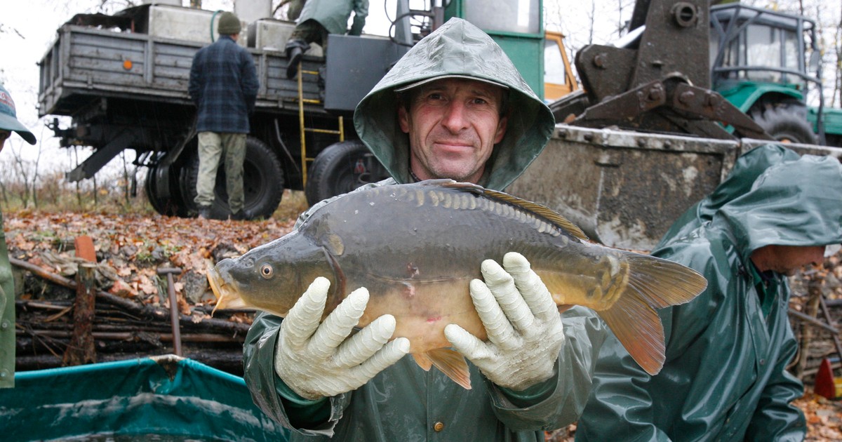 Pogoda zaszkodziła karpiom. Takiej sytuacji nie było od lat. Cena zaskoczy