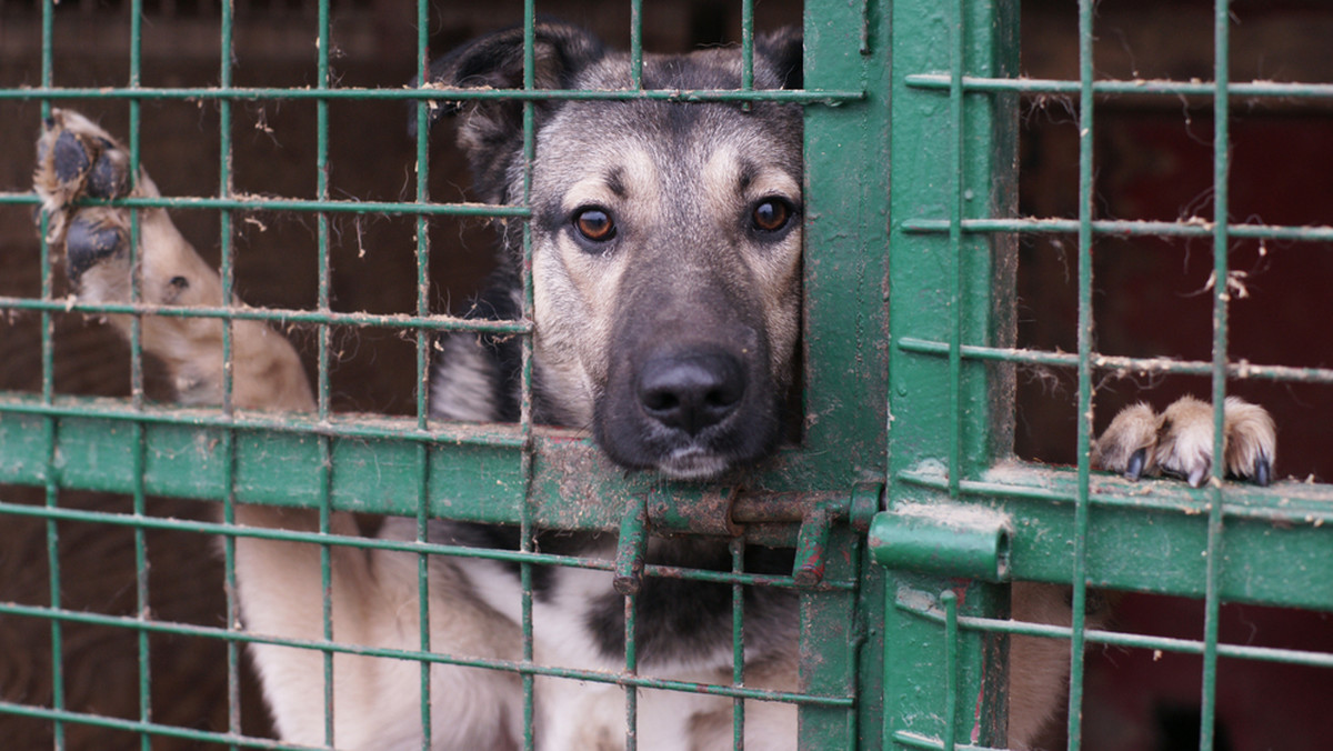 Schronisko dla zwierząt Humane Society of Missouri wpadło na doskonały pomysł zaangażowania najmłodszych w opiekę nad psami.