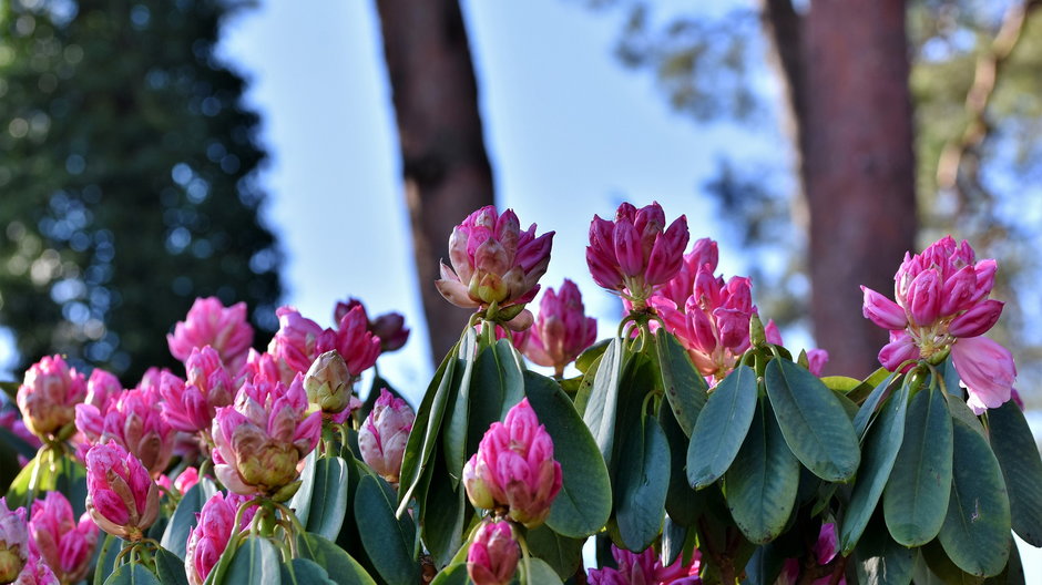 Rododendrony należy zabezpieczyć przed chłodem - Capri23auto/pixabay.com