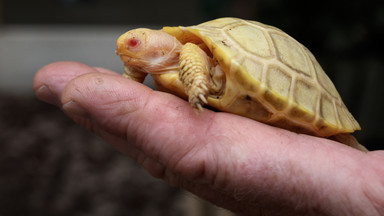 Rzadki żółw albinos z Galapagos urodził się w szwajcarskim zoo