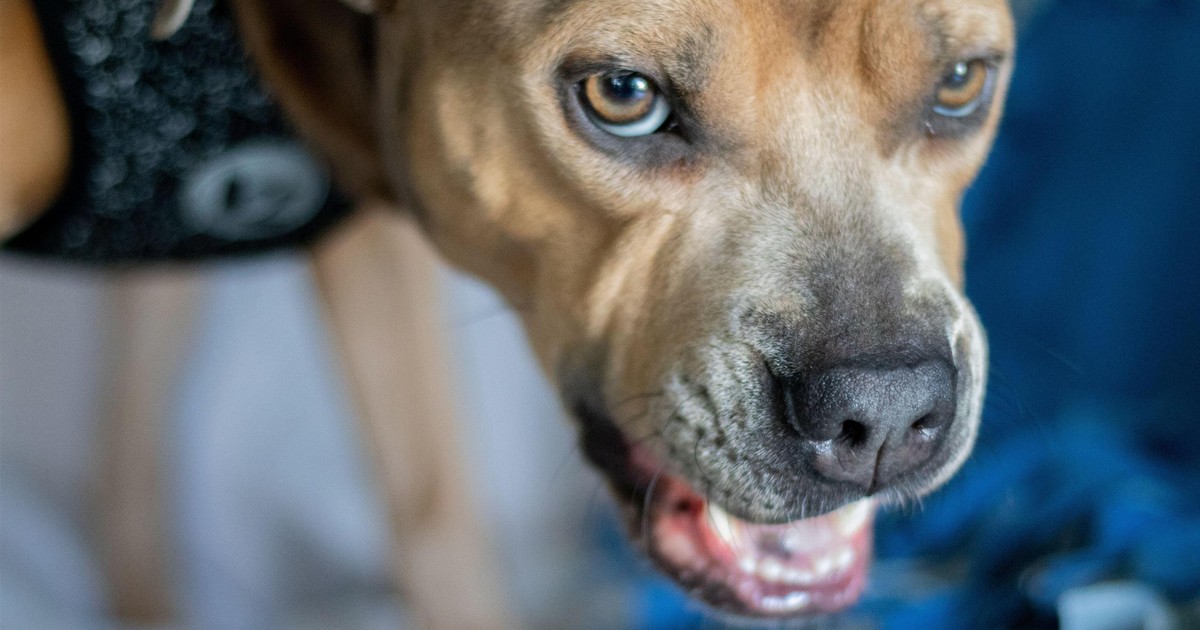 Makabryczny atak pitbulla na dwulatka. Okropne obrażenia