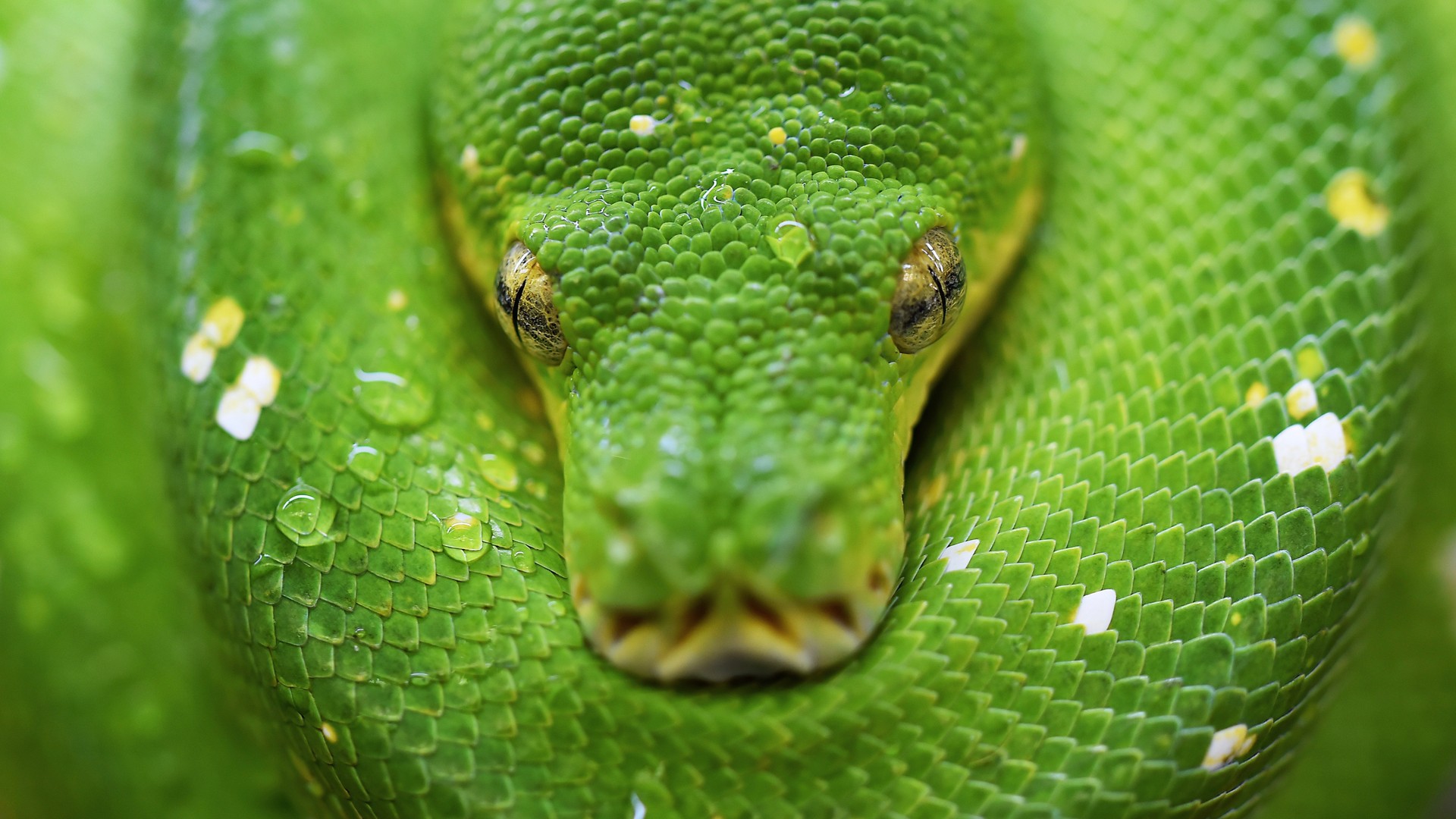 Frau wird komplett von einer Python-Schlange verschlungen ...