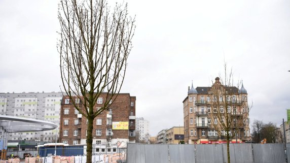 Rynek Łazarski w Poznaniu: nasadzono nowe drzewa i krzewy!