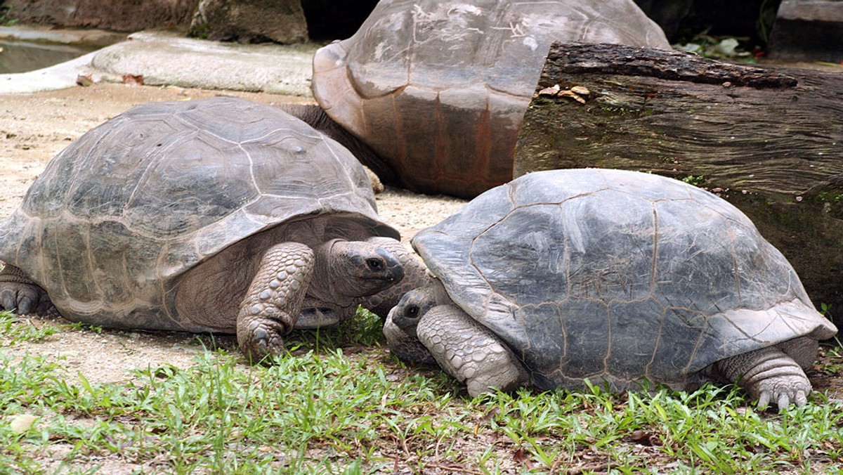 Naukowcom udało się odtworzyć populację ogromnych żółwi słoniowych na jednej z wysp Galapagos, gdzie gatunek ten stał na krawędzi wyginięcia, co daje nadzieję na ochronę reszty archipelagu.