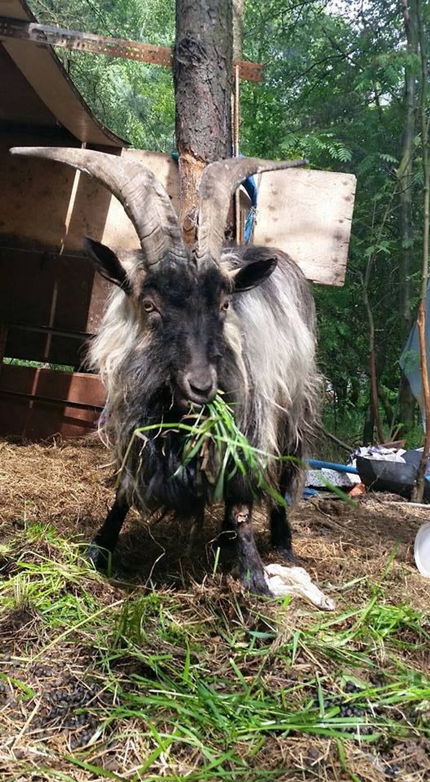 Fiołek ma około 6 lat. Większość swojego życia spędził przykuty łańcuchem do drzewa. Teraz szuka odpowiedzialnego właściciela.