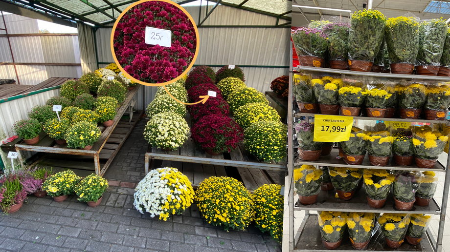 Ceny kwiatów w donicach — na targu i w markecie
