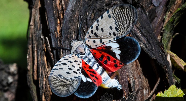 A spotted lanternfly at a vineyard in Kutztown, Pennsylvania.
