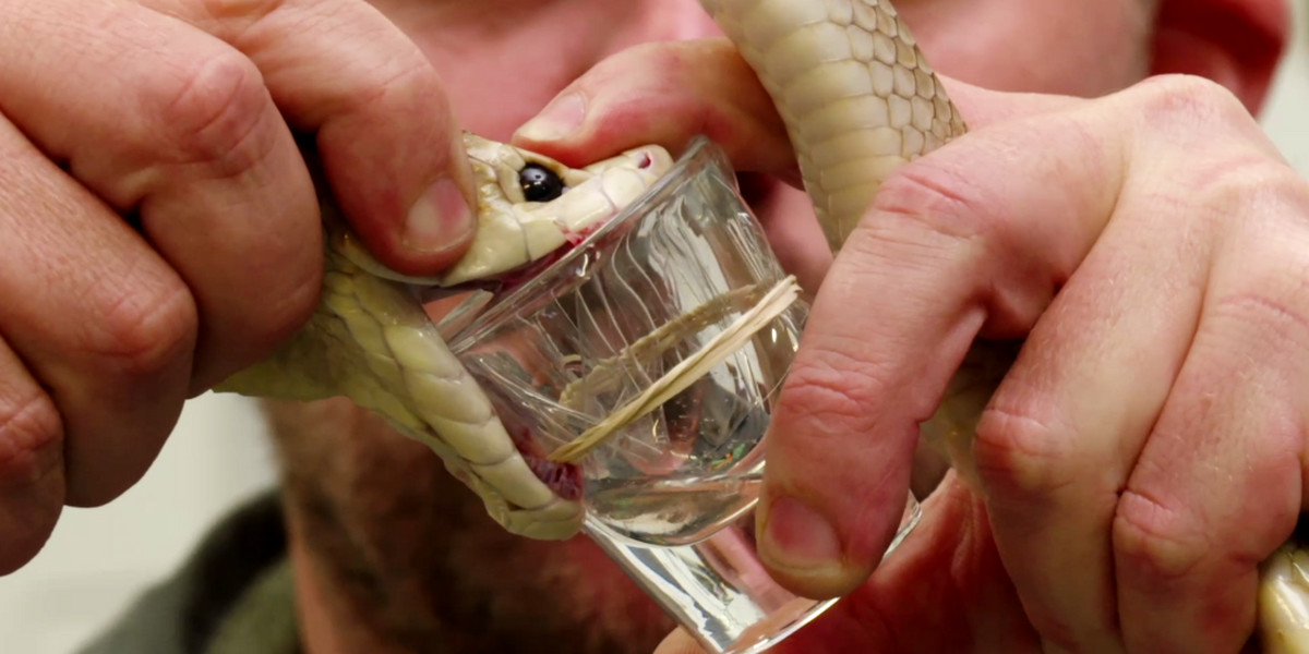 Billy opiekuje się 300 śmiertelnie niebezpiecznymi wężami