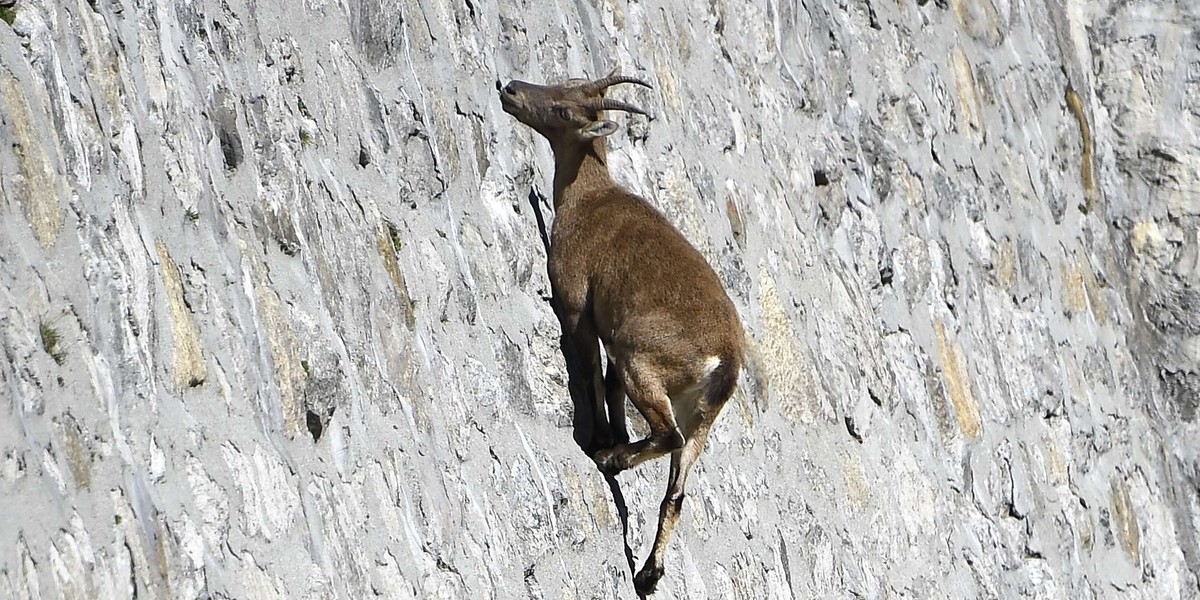 Kozice lepsze niż alpiniści