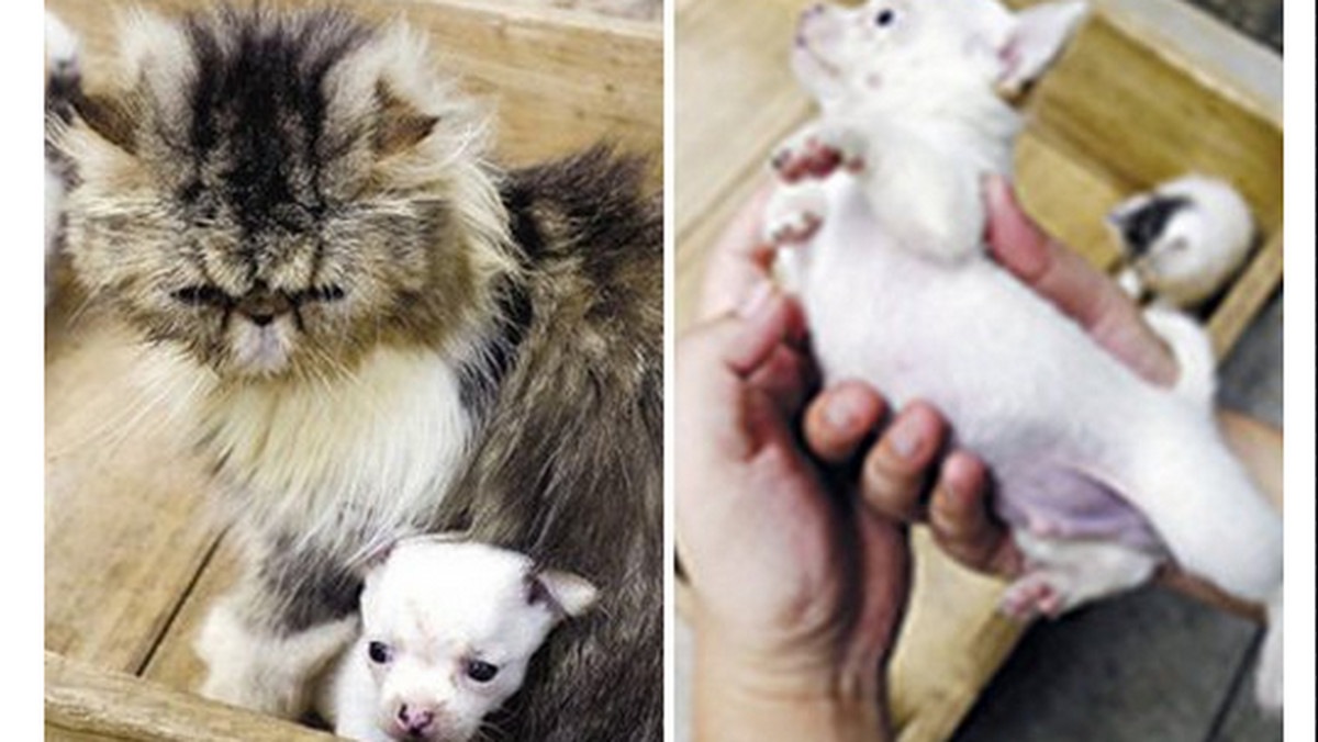 Całe Chiny zastanawiają się, jak to się stało, że kotka urodziła małego, który wygląda jak pies rasy Chihuahua. O tajemniczym porodzie pisze "Daily Mail"
