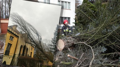 Kilkutonowa topola uderzyła w zabytkowy budynek. Strażacy muszą być ostrożni