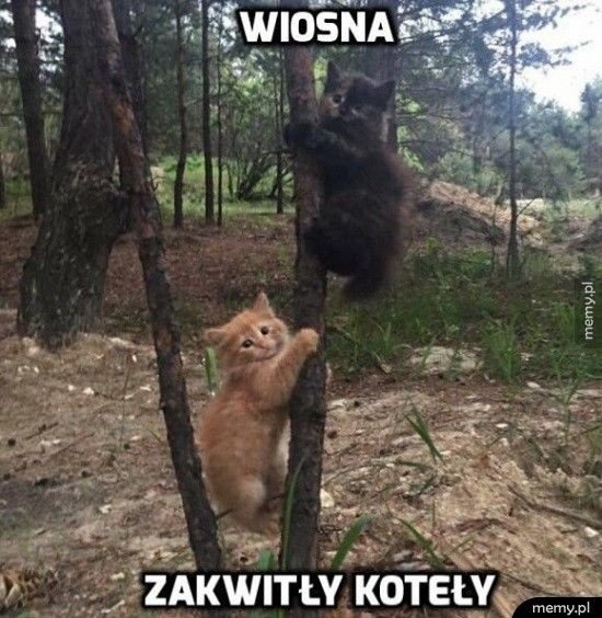 Najlepsze memy o wiośnie