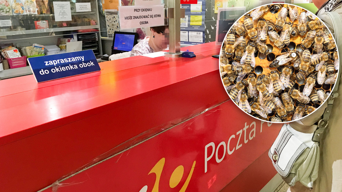 Afera na Poczcie Polskiej. Od trzech dni przetrzymują pszczoły w kartonie