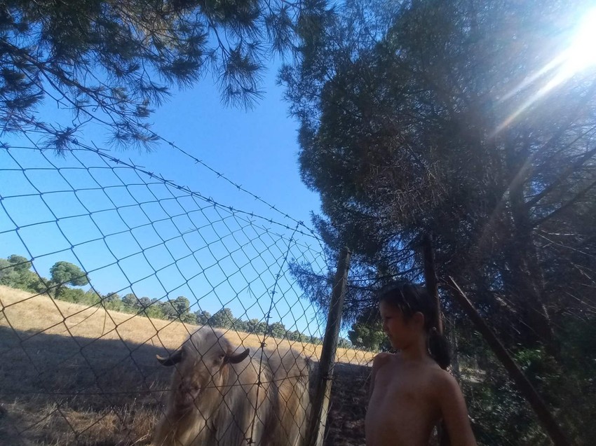 domaći sir očas posla