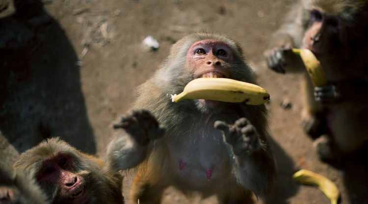 Illusztráció forrás: Getty Images