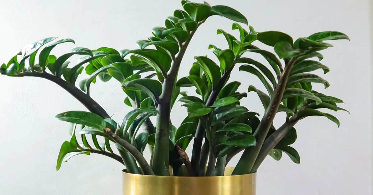 Wsyp to do doniczki i wymieszaj z ziemią. Zamiokulkas przestanie żółknąć i wypuści dużo nowych liści, choćby zimą