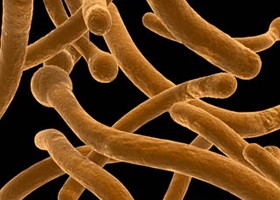 candida-fertozes-280x200-d000005F40ec785f70c62