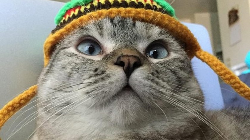 Oto najpopularniejszy kot w internecie