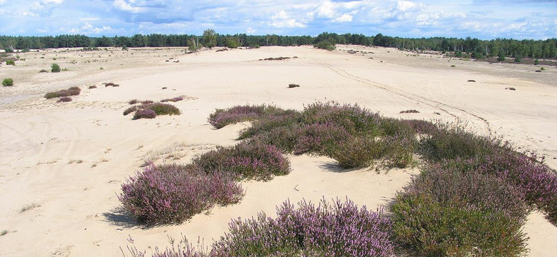 "Polska Sahara" ma konkurencję. Ta pustynia w środku lasu jest równie zachwycająca