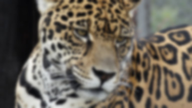 Chciała zrobić selfie z jaguarem. Została zaatakowana