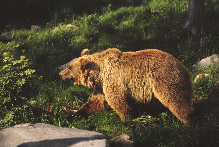 WWF zamierza odnowić 40 ha starych, zagubionych w bieszczadzkich lasach sadów specjalnie dla niedźwiedzi.