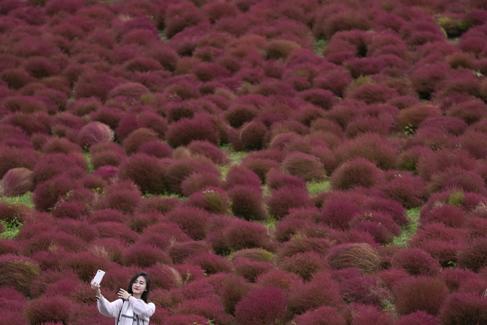 Niezwykłe czerwone krzewy atrakcją turystyczną w Japonii