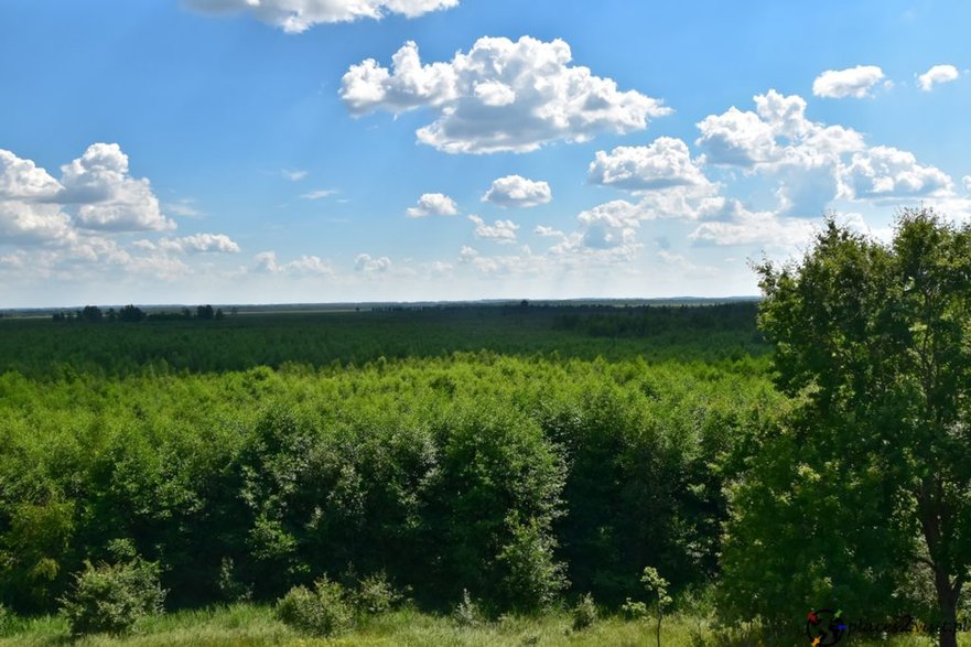 Widok z wieży widokowej Wilcza Góra