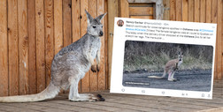 Kangur uciekł w zoo w Kanadzie. Pościg trwa od czwartku