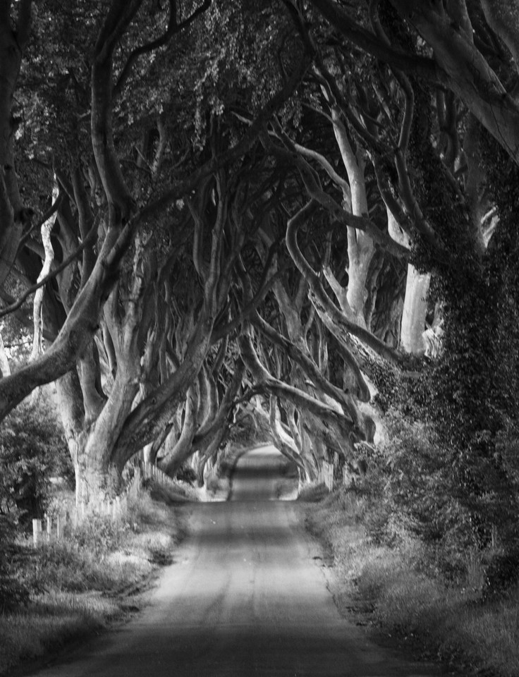 The Dark Hedges - niezwykła aleja w Irlandii Północnej