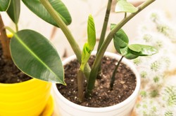 Co zrobić, by zamiokulkas wypuścił nowe liście? Przygotuj mu TEN napar