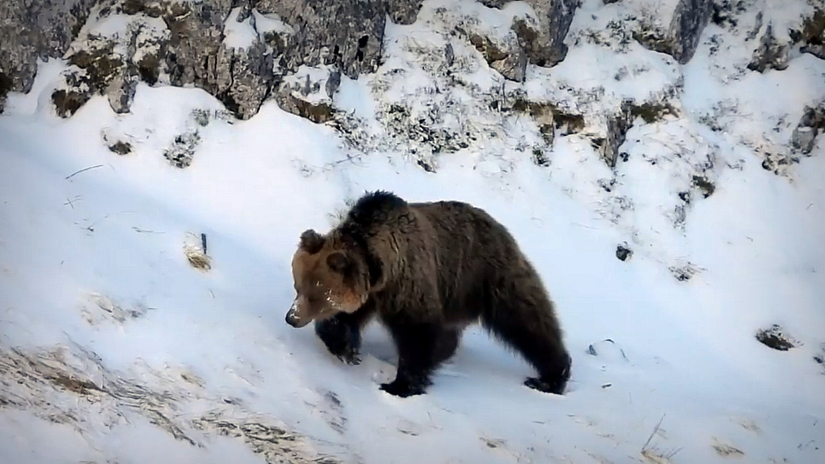 <strong>W polskiej części Tatr przyrodnicy zaobserwowali niedźwiedzie, które po zimowym śnie wyszły z gawry. Nagranie wędrującej po ośnieżonych zboczach Tatr niedźwiedzicy z młodym można zobaczyć na Facebookowym profilu Tatrzańskiego Parku Narodowego.</strong>