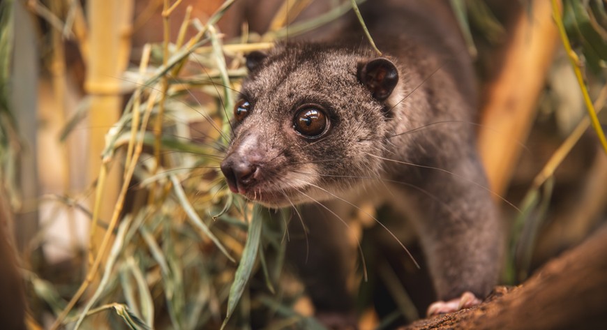 Kuskus ziemny zamieszkał we wrocławskim zoo