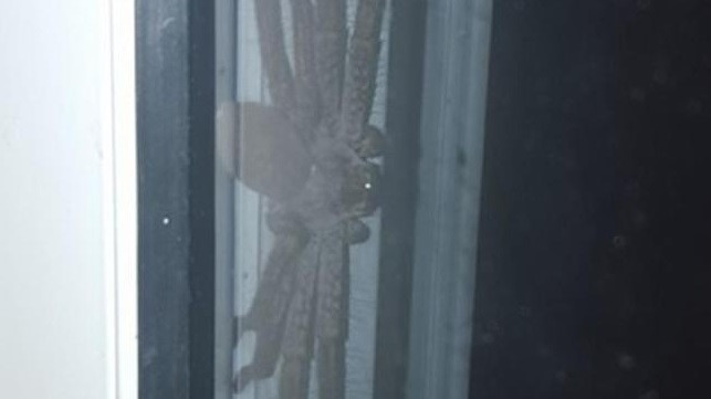 Gigantyczny pająk we framudze drzwi
