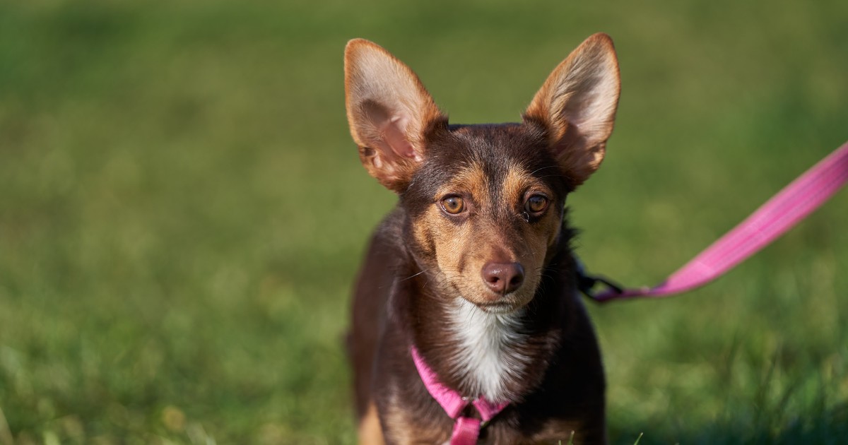 Za darmo założysz czipa zwierzakowi