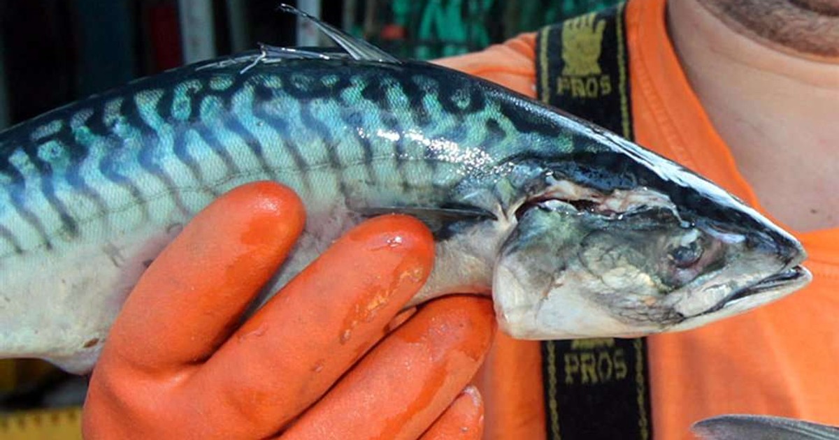 Makrela drożeje na potęgę. W 2026 r. może stać się luksusem