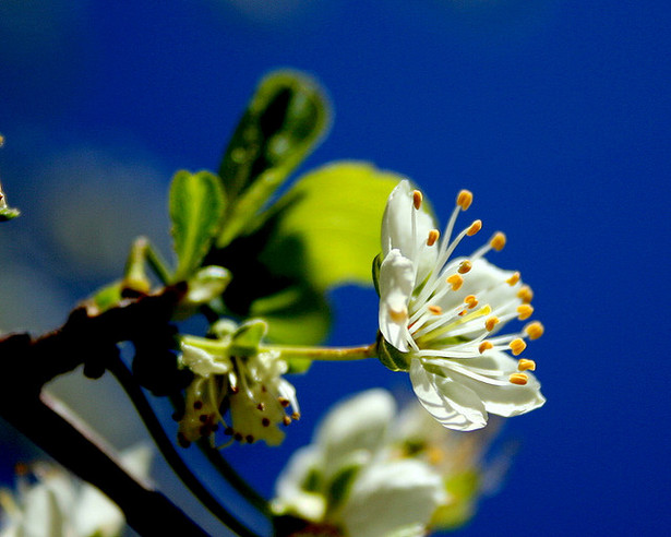 Kwitnąca jabłoń fot. flickr/chemafoces