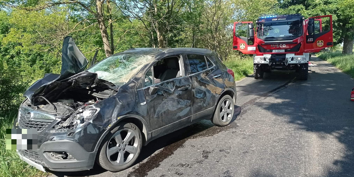 Storkowo: samochód osobowy wjechał w żubra. Ranne dwie osoby, żubr uśpiony.