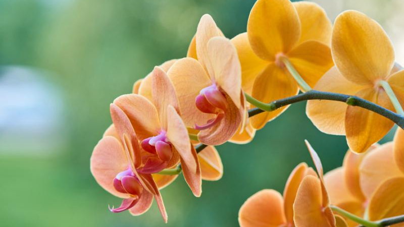 Orchidea Falenopsis