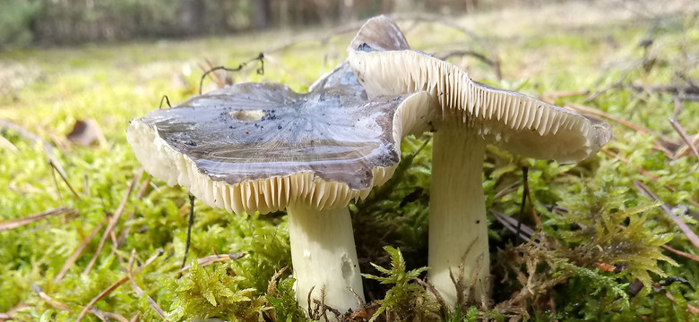 Gąska niekształtna to rarytas do zbierania w lesie w chłodne dni, ale trzeba być bardzo ostrożnym