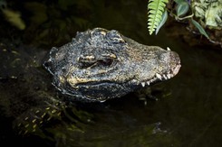 Tragiczna powódź w Rio de Janeiro. Akcję ratunkową utrudniają kajmany