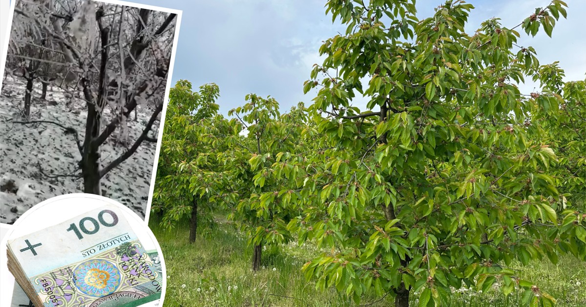 Sadownicy tylko na to czekali. Tłumnie składają wnioski. Chodzi o duże kwoty
