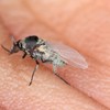Muva klintonka naziva se i crna muva ili bivolja mušica
