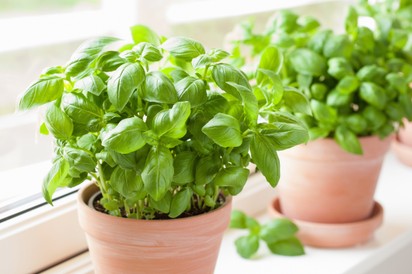 Köhög és megfázott? Ismeri ezt a fűszernövényt? Többre képes mint hinné!
