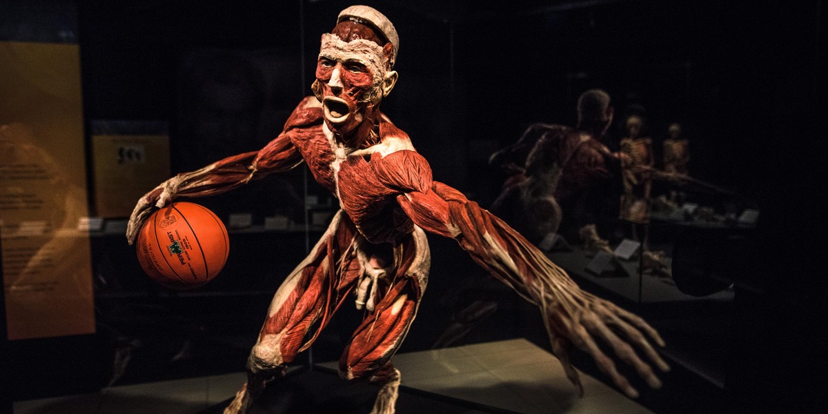 Body Worlds w Łodzi 