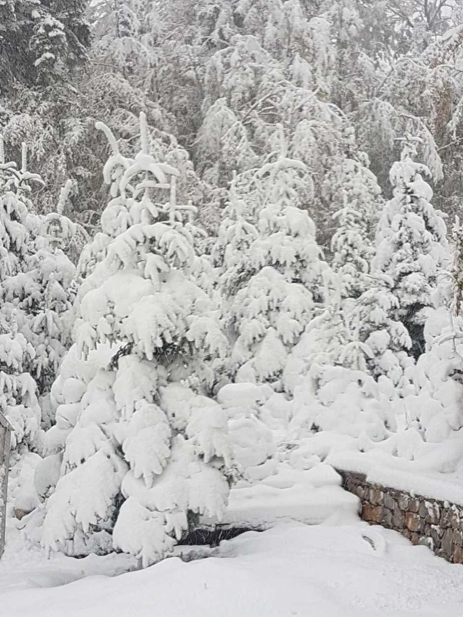 Tara jutros: Sneg lomio grane i zavejao puteve