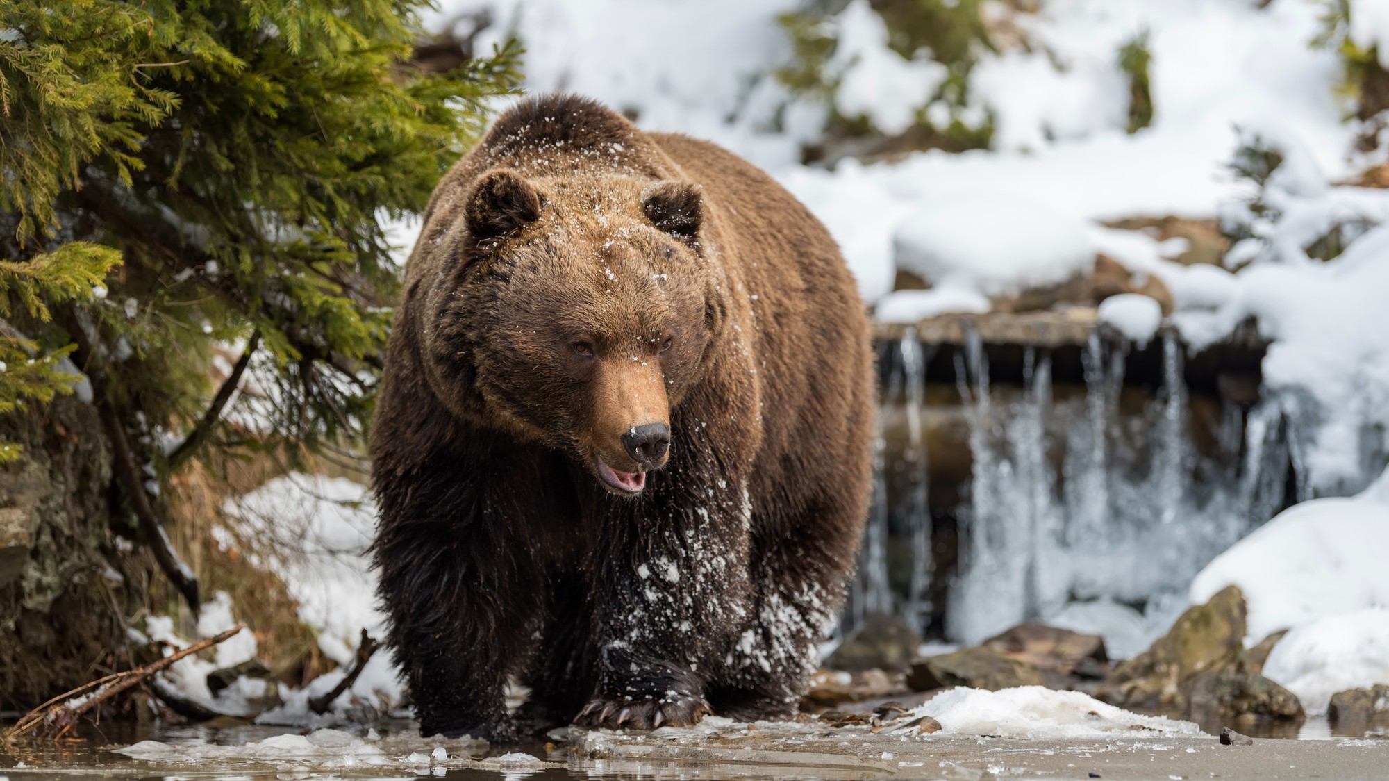 Otestujte sa v našom kvíze, či viete, ako sa naši zvierací priatelia pripravujú na zimu.
