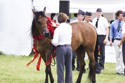 110 koni na Pride of Poland w Janowie Podlaskim. "To o ponad 50 proc. więcej niż przed rokiem"