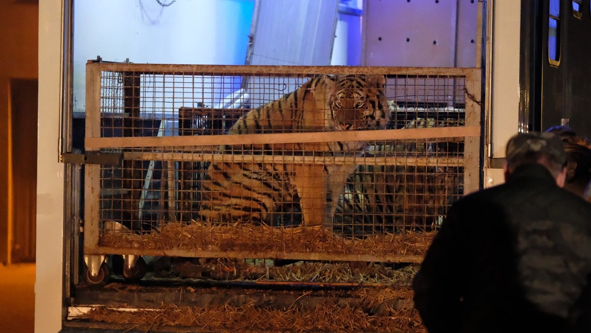 Poznań: Tygrysy w zoo. Zebrano około milion zł na pomoc. Kto wpłacił pieniądze?