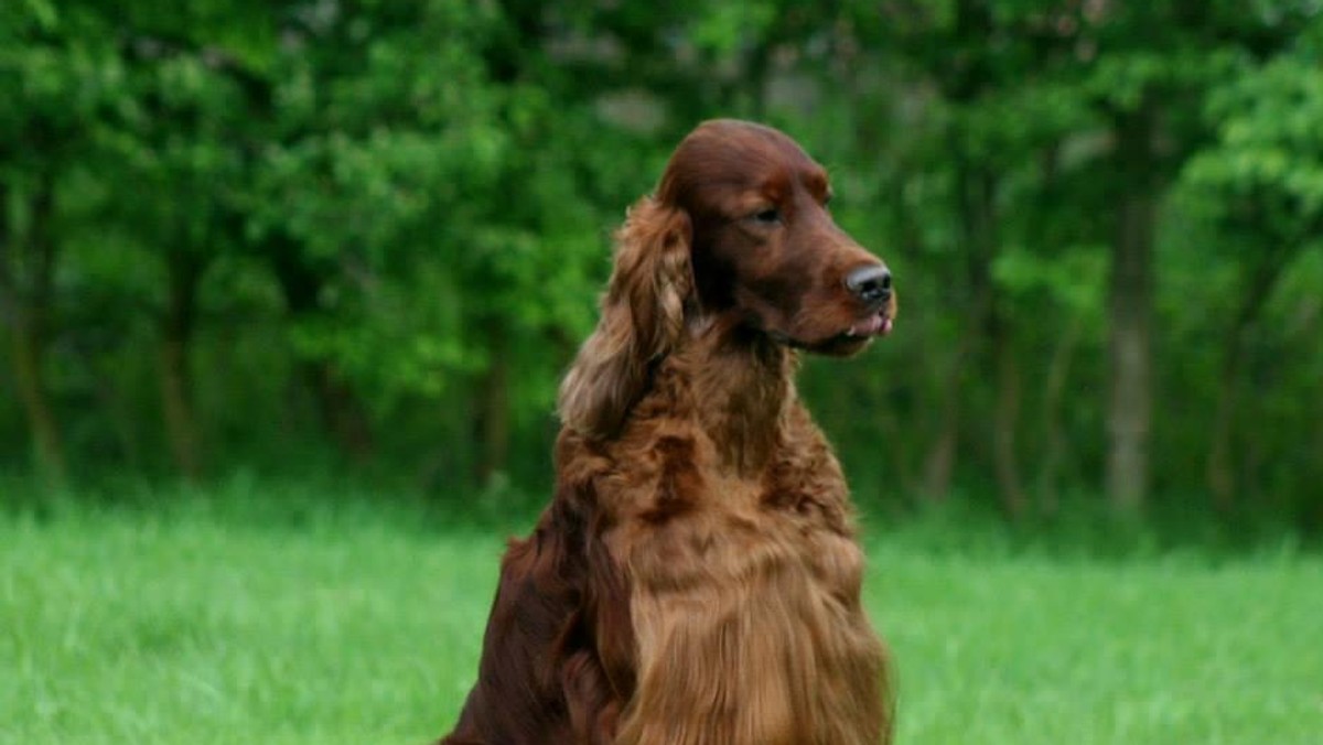 Crufts seter irlandzki